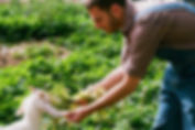 Farm Goat