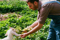 Farm Goat 