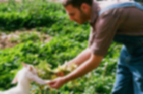 Farm Goat