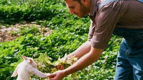 Pâturage solaire : allier élevage et production d’énergie