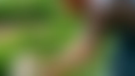 Pâturage solaire : allier élevage et production d’énergie