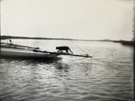 Paul the Cat Goes for a Swim
