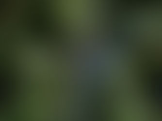 Tra leggende e folklore, il ginepro ci appare come arbusto di piccole, medie ma anche grandi dimensioni con gli esemplari più anziani. Pianta sempreverde, il colore che spicca nei suoi aghi, è un bellissimo verde scuro ma brillante, un tono che si distingue e che svela toni e sfumature anche solo spostando uno dei suoi aghi.