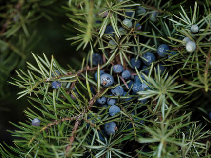 Tra leggende e folklore, il ginepro ci appare come arbusto di piccole, medie ma anche grandi dimensioni con gli esemplari più anziani. Pianta sempreverde, il colore che spicca nei suoi aghi, è un bellissimo verde scuro ma brillante, un tono che si distingue e che svela toni e sfumature anche solo spostando uno dei suoi aghi.