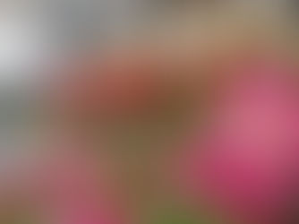 NEWS - Festa di Primavera a Castiglione dei Pepoli