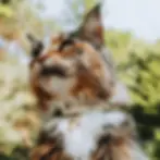 Miniaturbild: Katzenhalsband mit Kontakt-Kapsel