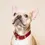 Miniaturbild: Biothane Halsband bordeaux