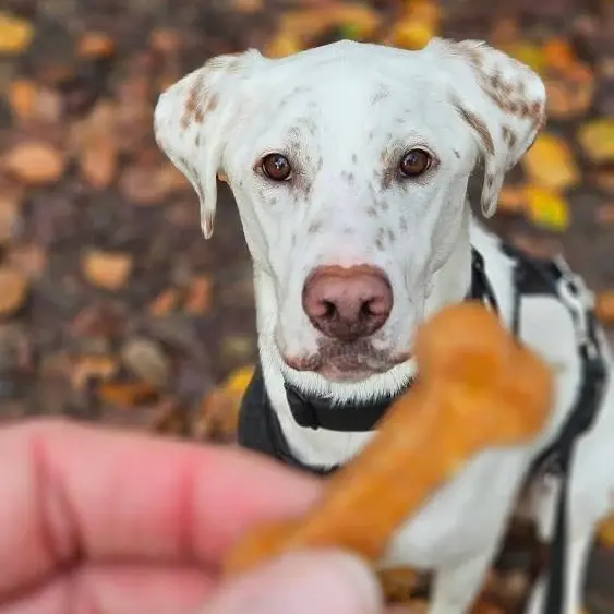 Miniaturbild: Chubies Süßkartoffel + Möhre vegan