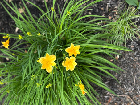 2025年夏、東京その1:東京大学医学部の同窓会