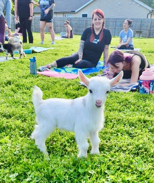Baby Goat Yoga