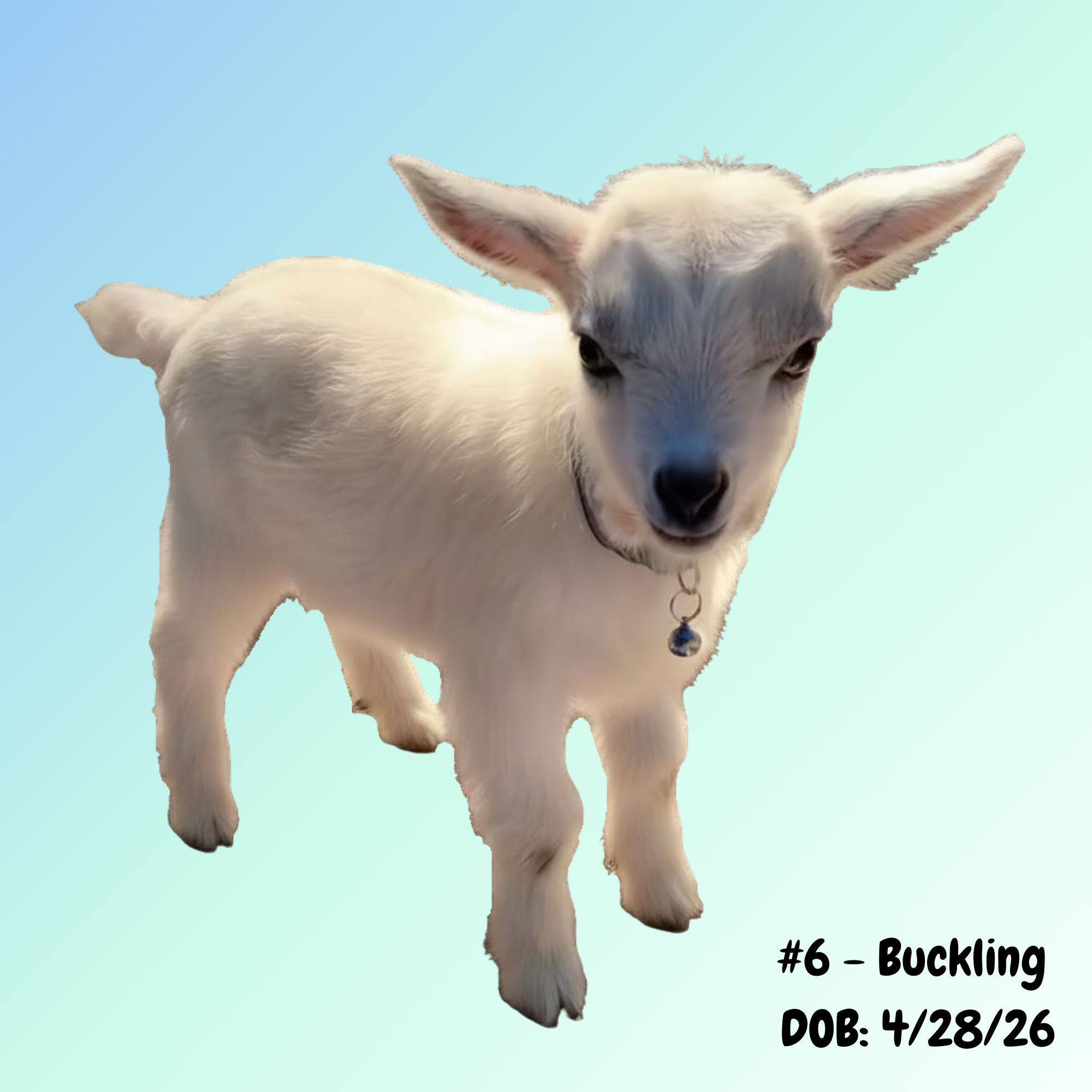 Goat Guardian Sponsor - Baby Goat #6