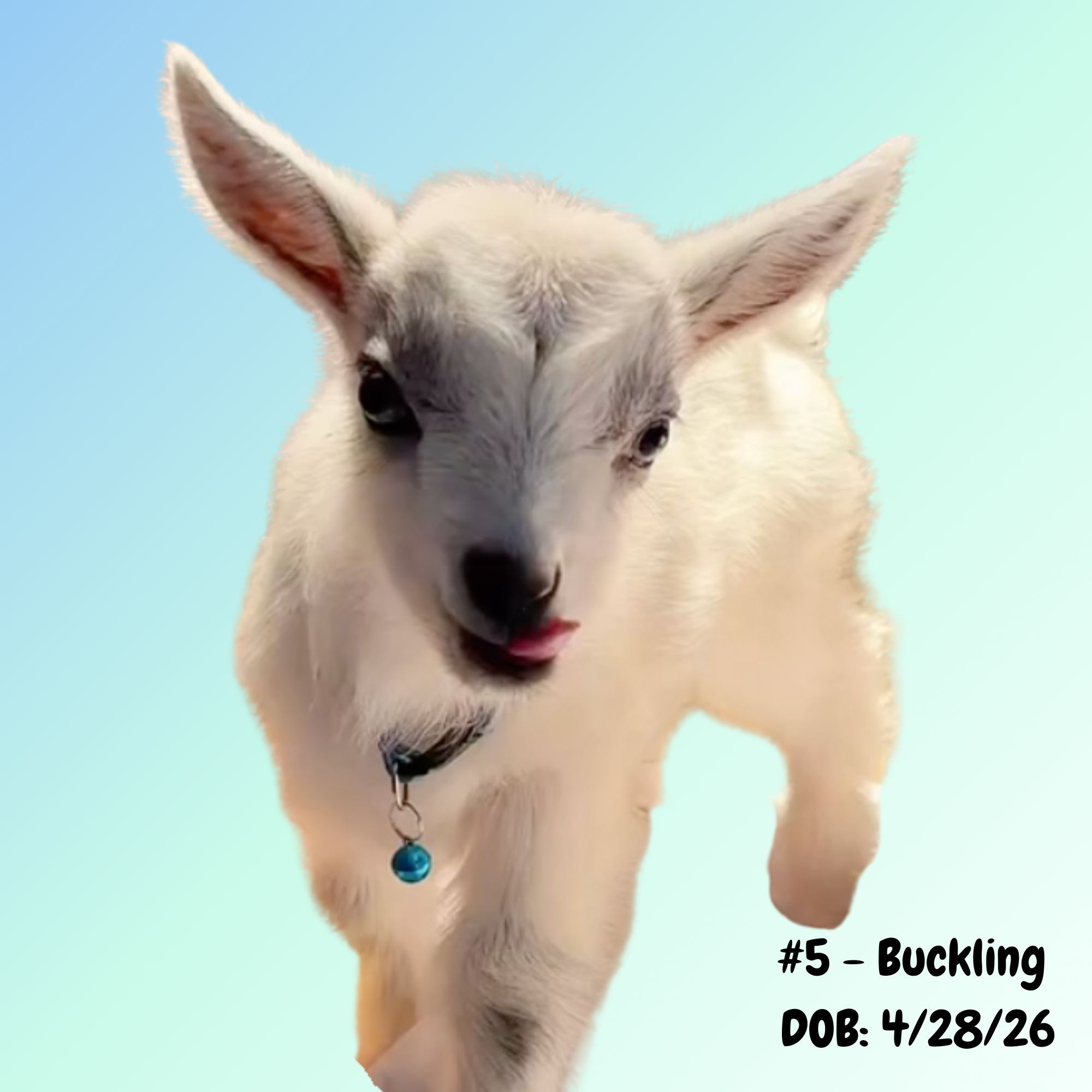 Goat Guardian Sponsor - Baby Goat #5