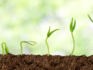 Cultivate What Feeds You