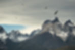 Condors in Torres del Paine National Park, Photo courtesy of EcoCamp Patagonia