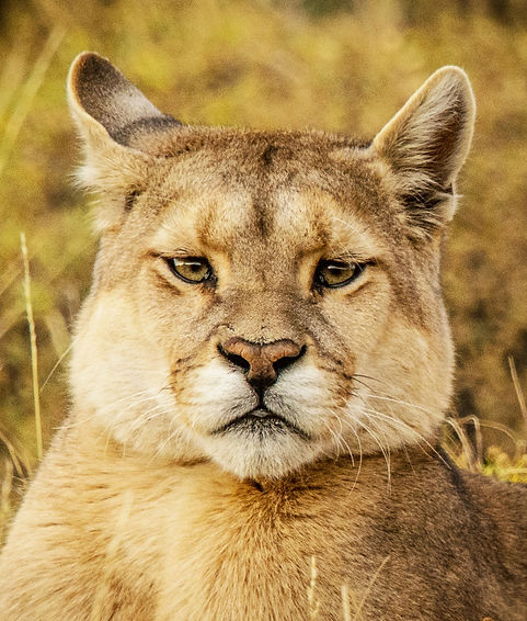 Female Puma in Torres del Paine, Photo courtesy of EcoCamp Patagonia