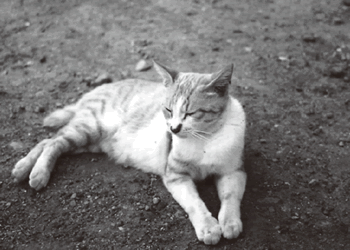 test_022.gif