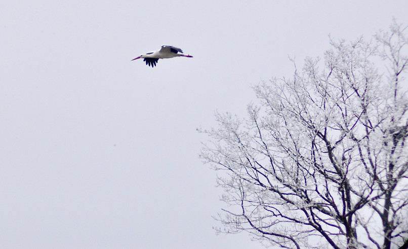 DSC_5997.jpeg