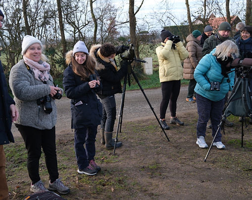 Sortie Grues cendrées et autres hivernants en Val de Loire