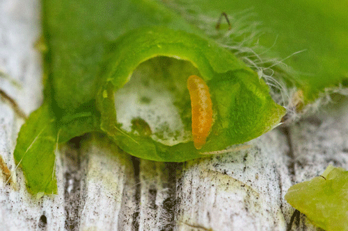 Asphondylie larve jaune et tapissage mycélien.gif