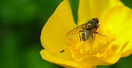 Les pollinisateurs, cette belle diversité !