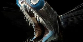 Un quart de lieue sous la Mer : un florilège de poissons bien étranges…