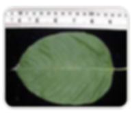 Kratom Leaf