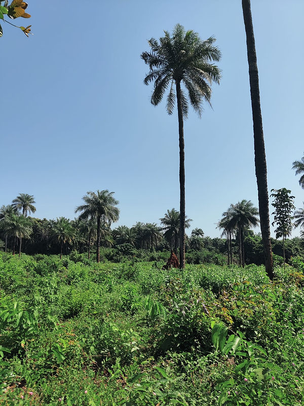 Imagem WhatsApp 2025-02-05 às 18.58.13_fbc16267.jpg