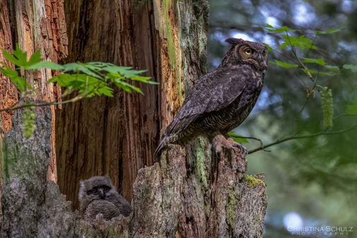 Great horned Owl Nest 7547 Logo (1 of 1)-2.jpg