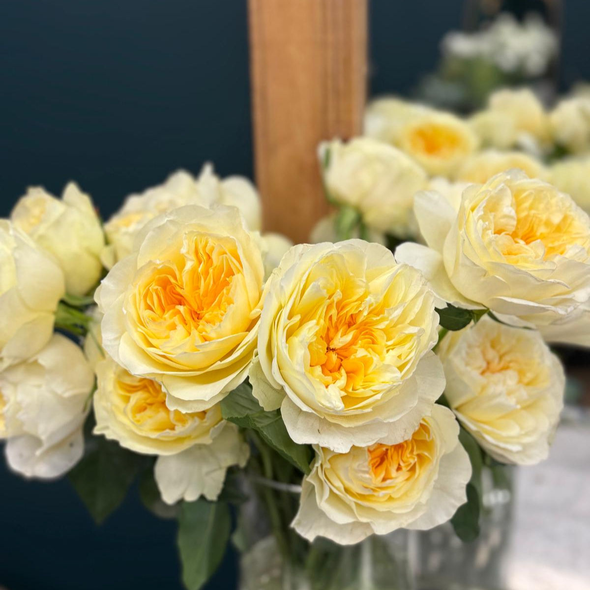 Antonia Garden Rose