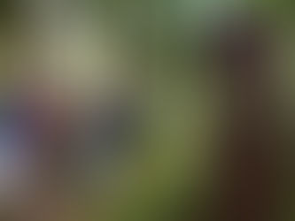 Forêt cinéraire à Arbas en Haute-Garonne.