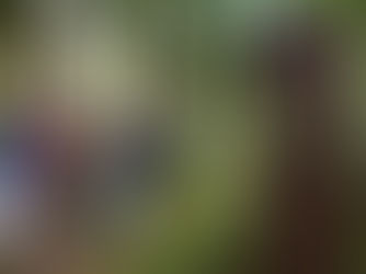 Forêt cinéraire à Arbas en Haute-Garonne.