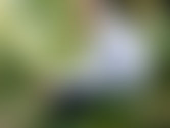 Julien Bétaille, professeur de droit de l’environnement à l’Université de Pau.