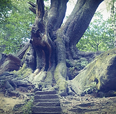 An ancient, sprawling oak tree with thick, mossy roots growing out of a hillside next to a large boulder. A narrow flight of stone steps leads up toward the base of the massive trunk, and heavy iron chains can be seen wrapped around the fallen limbs.