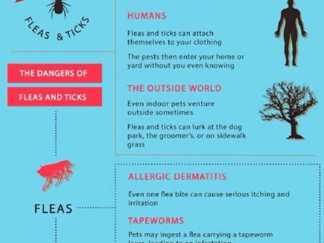 Flea & Tick Season