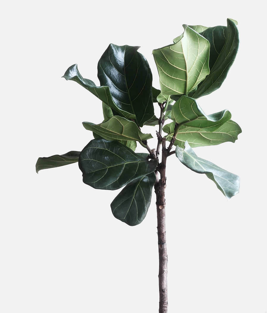 Minimal plant in soft natural light beside a consultation contact form