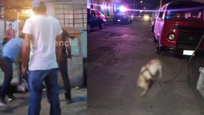 Medio Ambiente a presentar denuncias contra sujeto acuchilló a un pitbull.