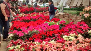 De 20 hasta 150 pesos las nochebuenas en Tenango