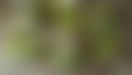 Detenido al ingresar Chiles rellenos de hierba seca con las características de  la marihuana.