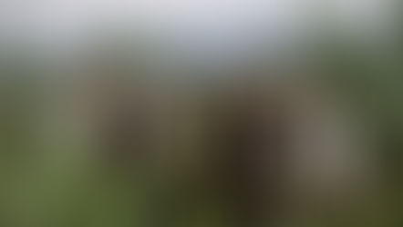 Busca SDR estrategias para impulso productivo de maguey pulquero en la Sierra Norte