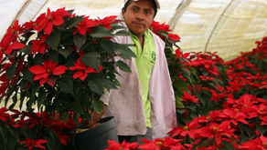 Promueve gobierno consumo de flores de Nochebuena durante temporada decembrina
