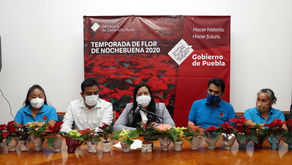 Presenta SDR temporada 2020 de flor de Nochebuena