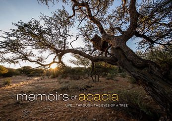 MEMOIRS OF ACACIA POSTER C.jpg