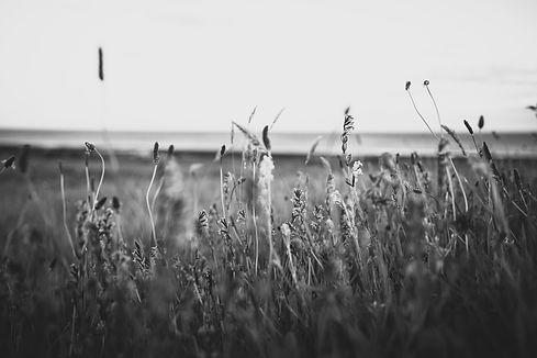 B&W coastal grass