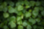 Kawakawa