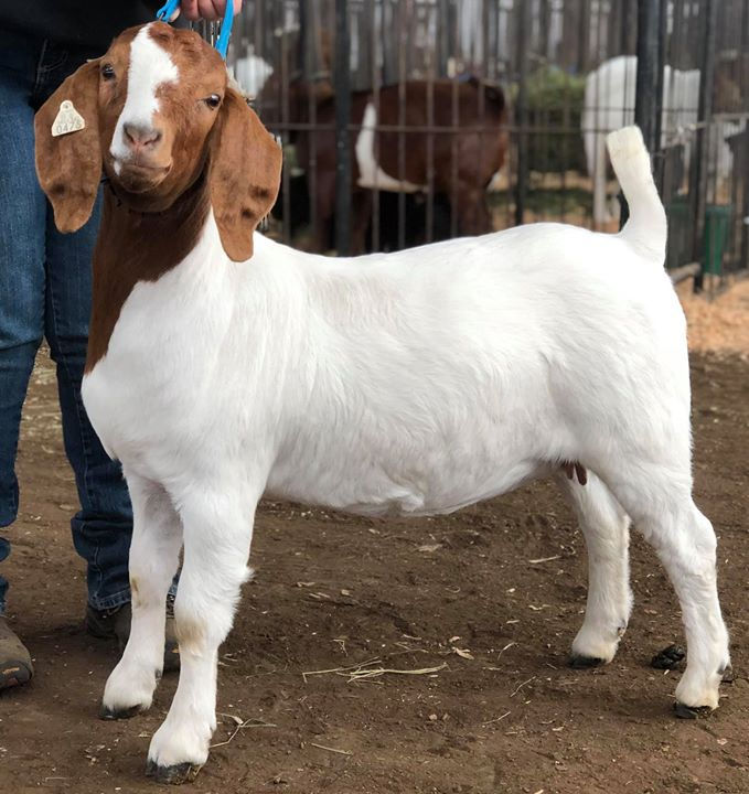 71107630_3343224432416491_59193666536818