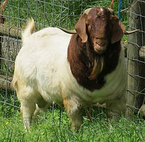 13174052_1073153232779483_54322232413061