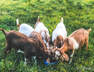 101442780_4309619239110334_5878872035567