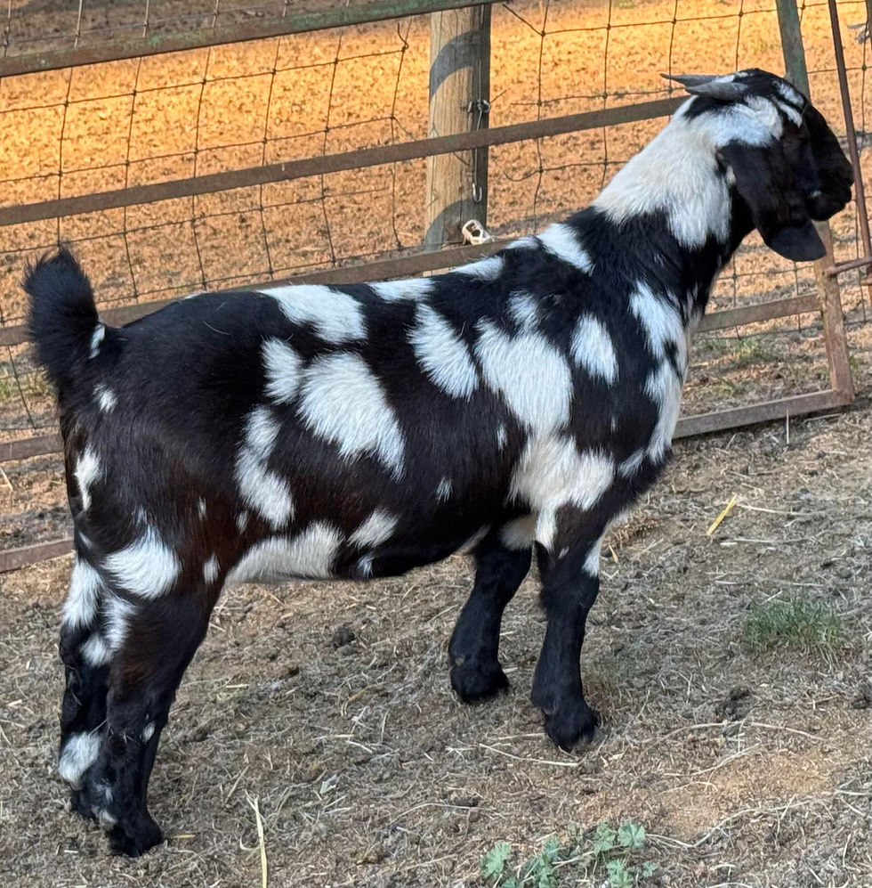 462553377_529561593284067_4686620365312632093_n