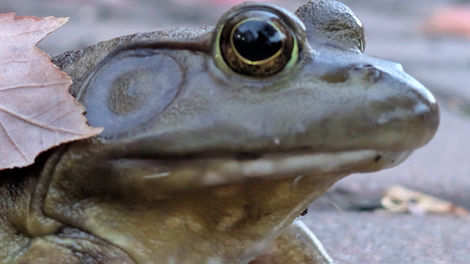 American Bull Frog - Shot 3