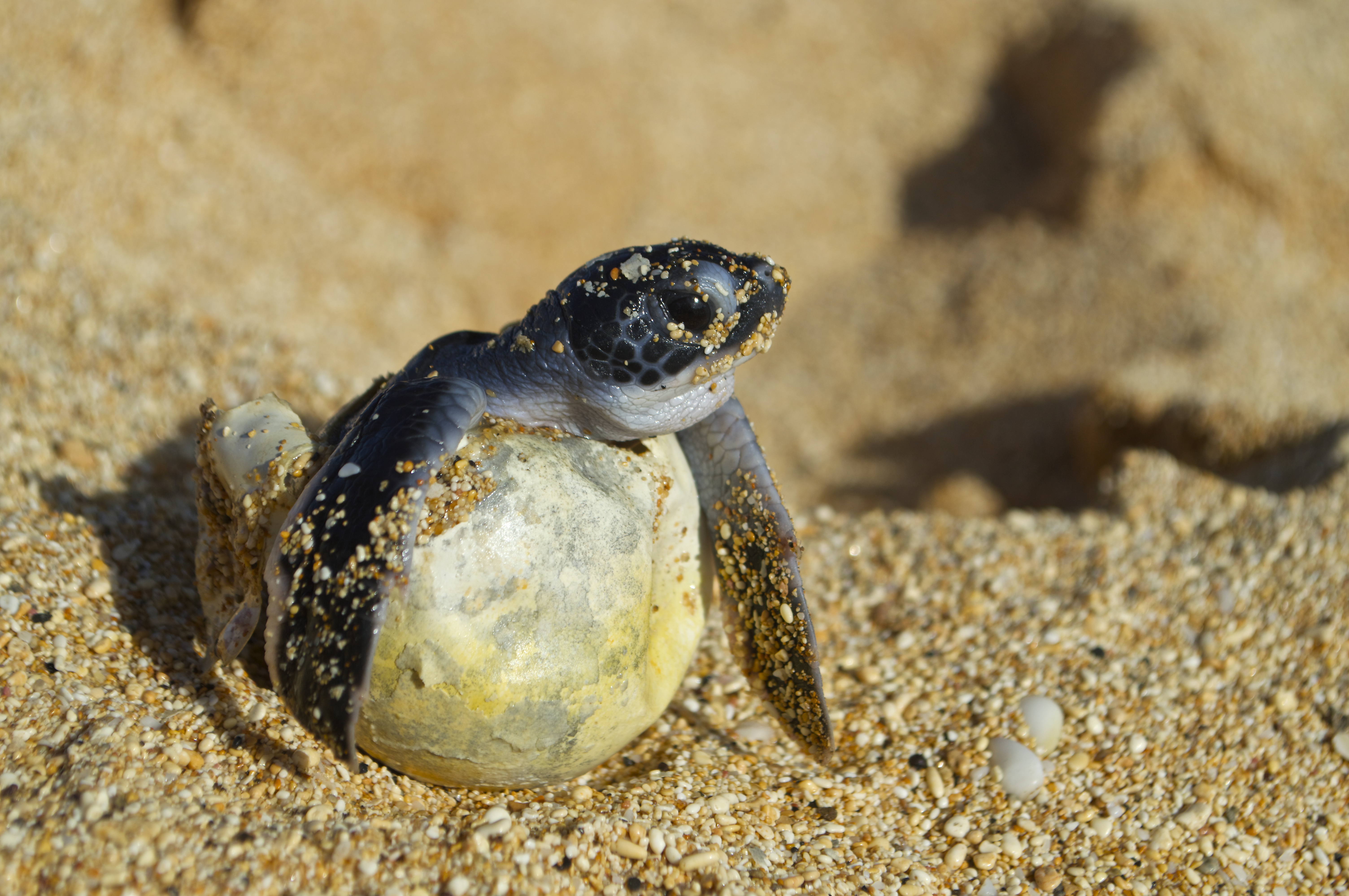 Ascension Island